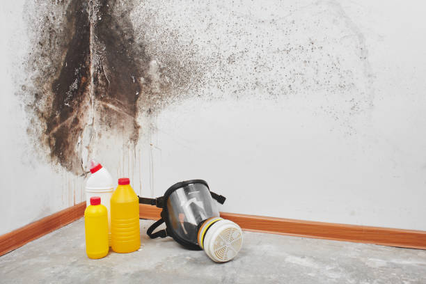 Trusted San Ramon, CA Mold Removal Experts