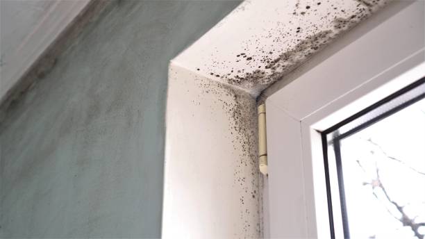Best Mold Removal Company Near Me  in San Ramon, CA