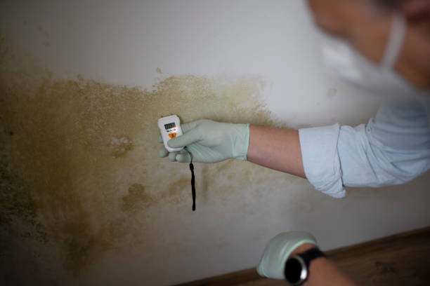 Best Mold Removal Process  in San Ramon, CA