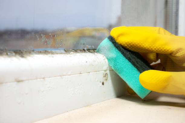 Best Commercial Mold Removal  in San Ramon, CA