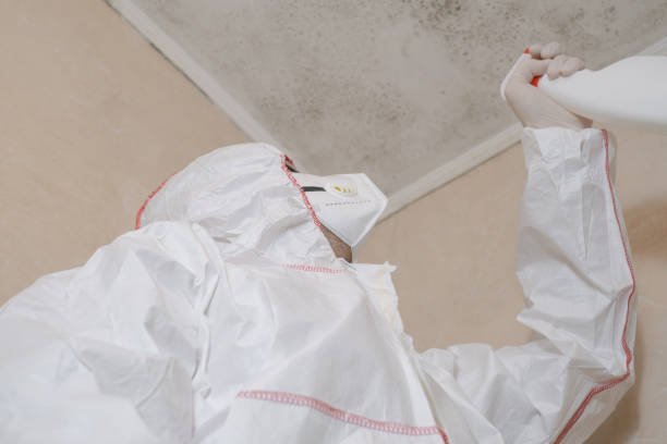 Best Same-Day Mold Removal  in San Ramon, CA