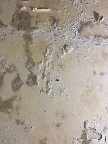 Best Affordable Mold Removal  in San Ramon, CA