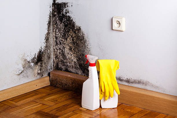 Best Best Mold Removal Companies  in San Ramon, CA