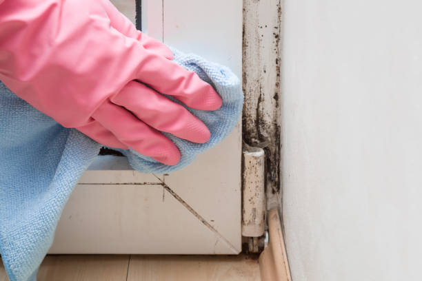 Best Commercial Mold Removal  in San Ramon, CA