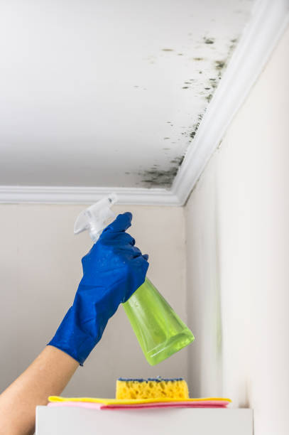 Best Local Mold Removal Service  in San Ramon, CA