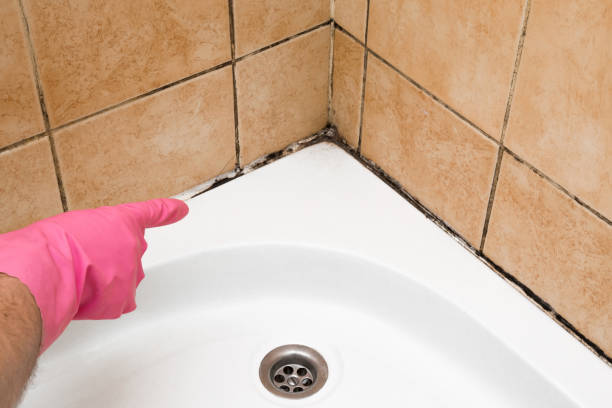 Best Mold Remediation  in San Ramon, CA